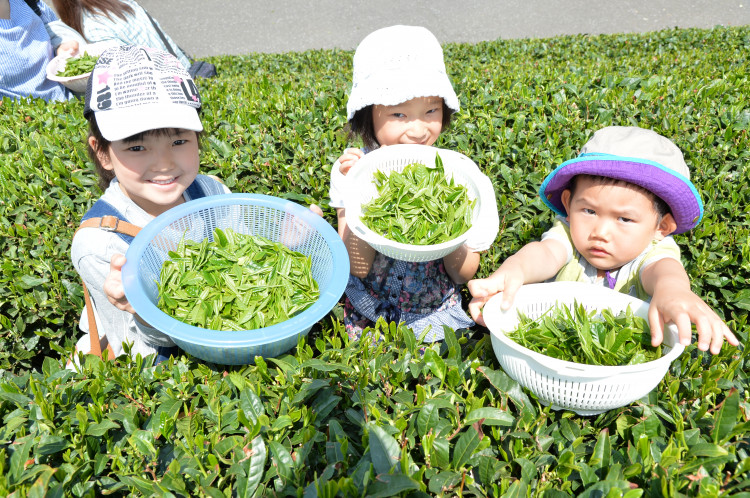 狭山新茶と花いっぱいまつりの茶摘み体験