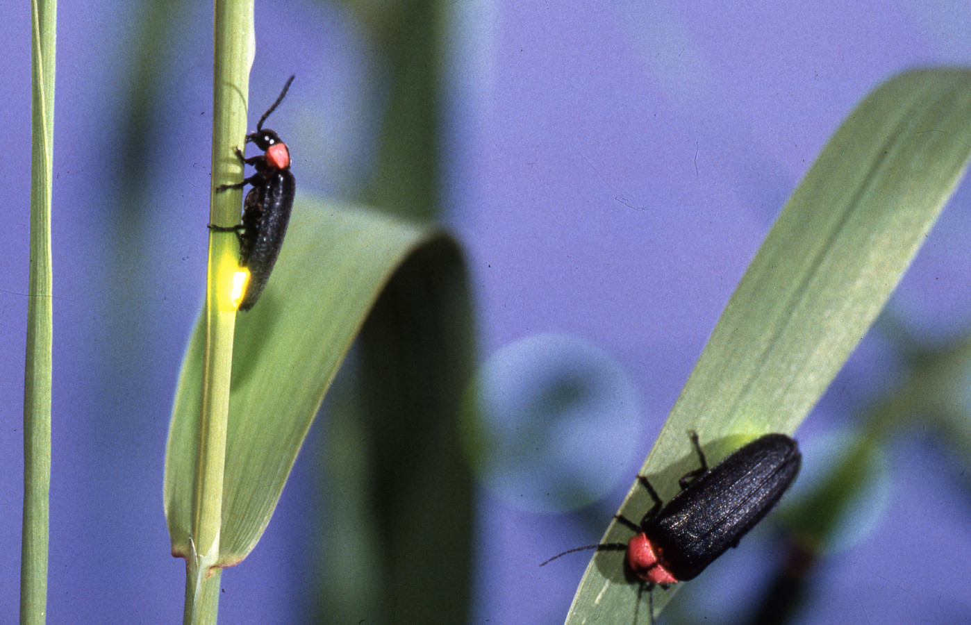 ご当地ライター 来たれ ゲンジボタルの聖地 滋賀県 天の川 へ ゆこたび