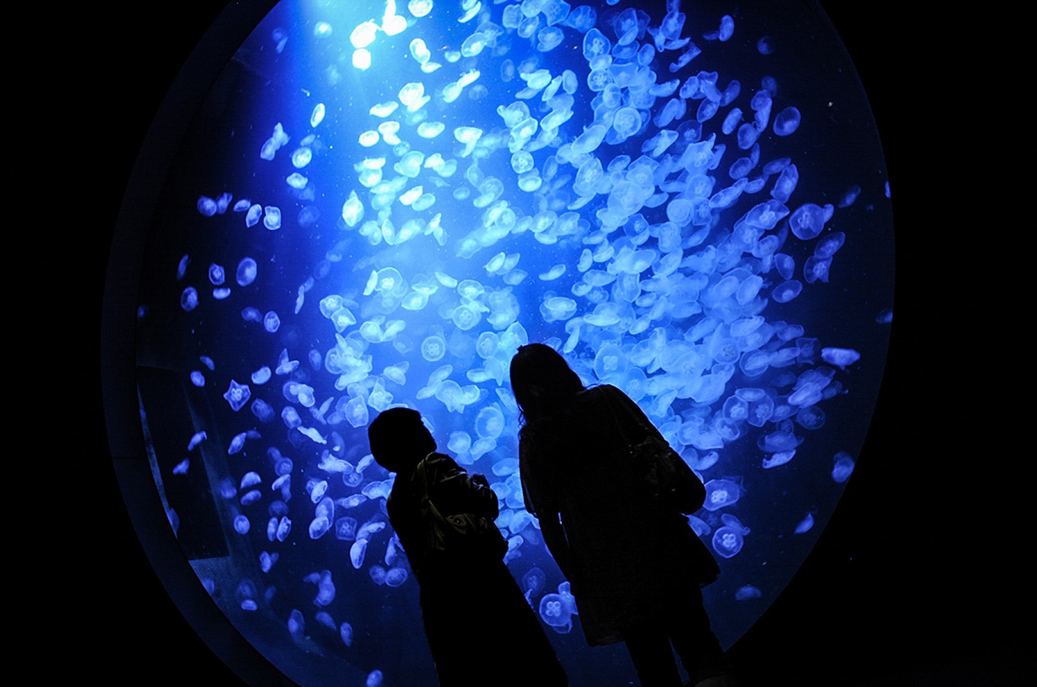 【ご当地ライター】世界最大級のクラゲの大水槽「加茂水族館」幻想的な魅惑の世界へ
