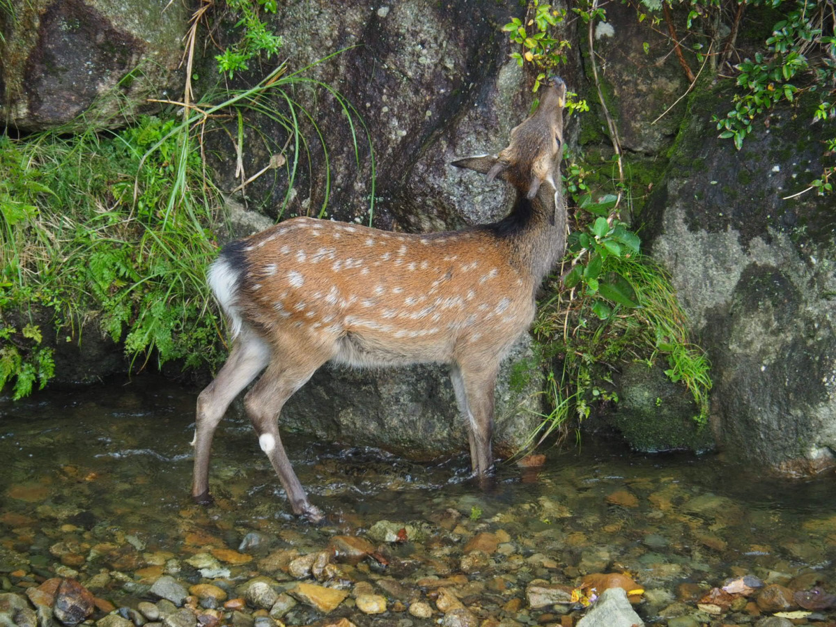 運が良ければ子鹿に遭遇できるかもしれません。
