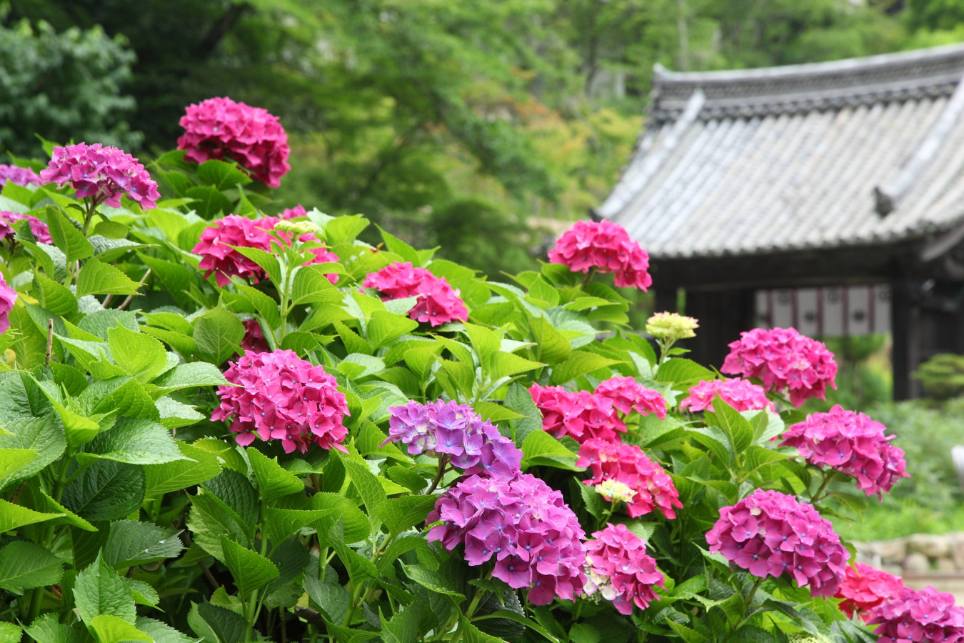長谷寺
