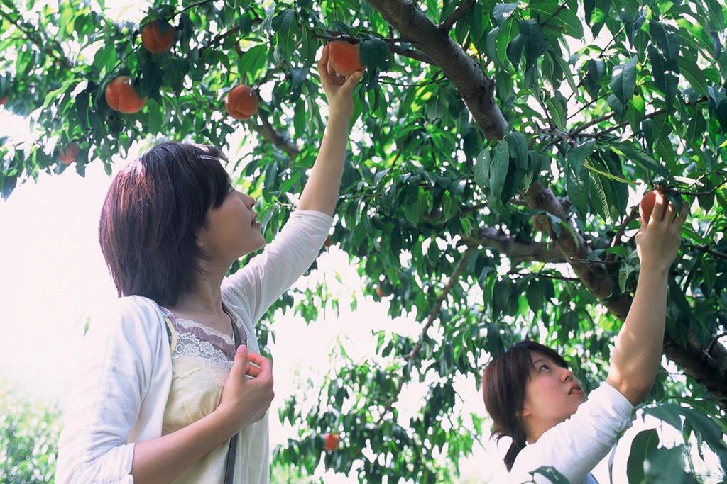 【旬のグルメ】シーズン到来!日本一の産地、山梨で桃を楽しむ