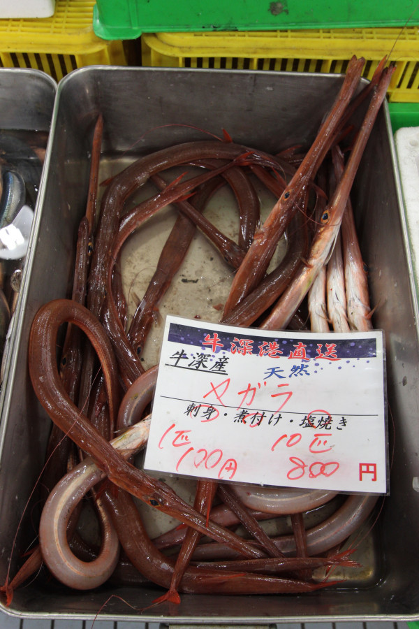 高級魚ヤガラ