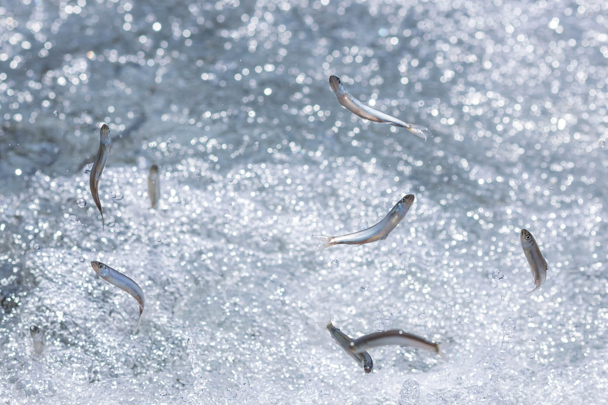 旬のグルメ】川魚の女王、四万十川の鮎を食べにいく | ゆこたび