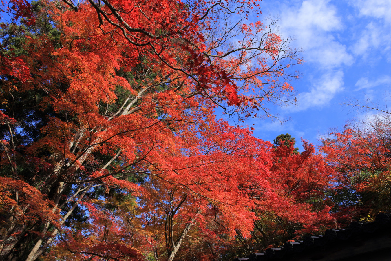 豊臣秀吉に愛された有馬温泉郷の紅葉名所 瑞宝寺公園 ゆこたび