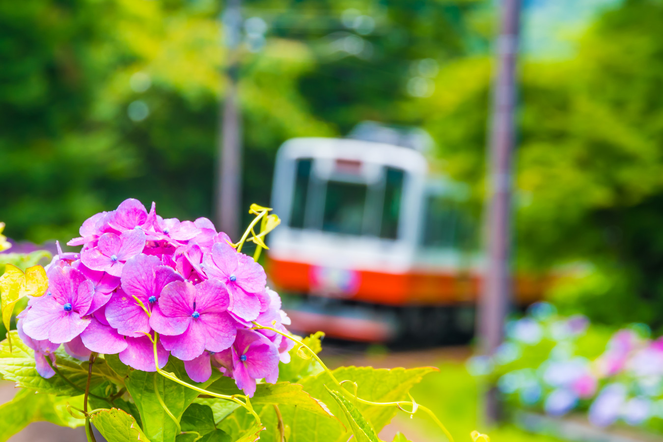 インスタ映えスポットも！箱根観光の女子旅ならこれだけは外せない 
