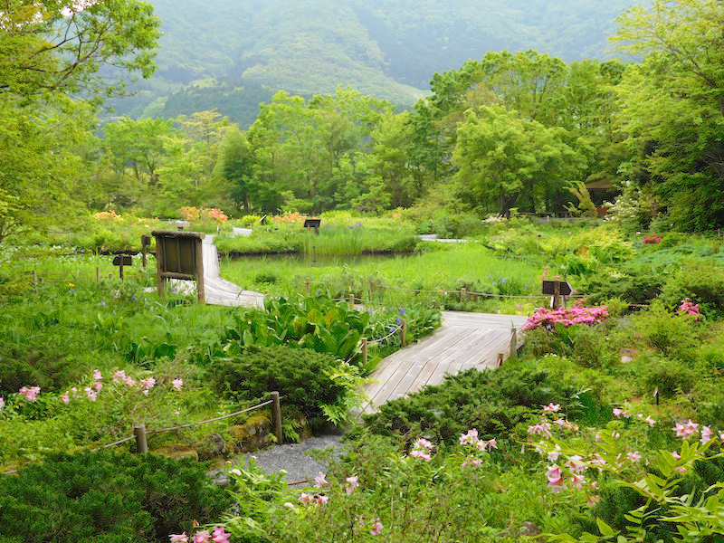 国内外の植物が1700種類 箱根湿生花園 で珍しい山野草に出会う旅 ゆこたび