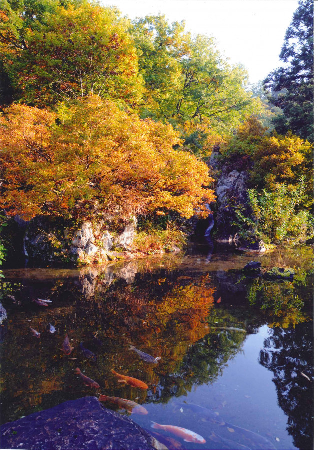 銀山温泉の憩いの森「おもかげ園」 紅葉が映りこむ池の絶景は必見！