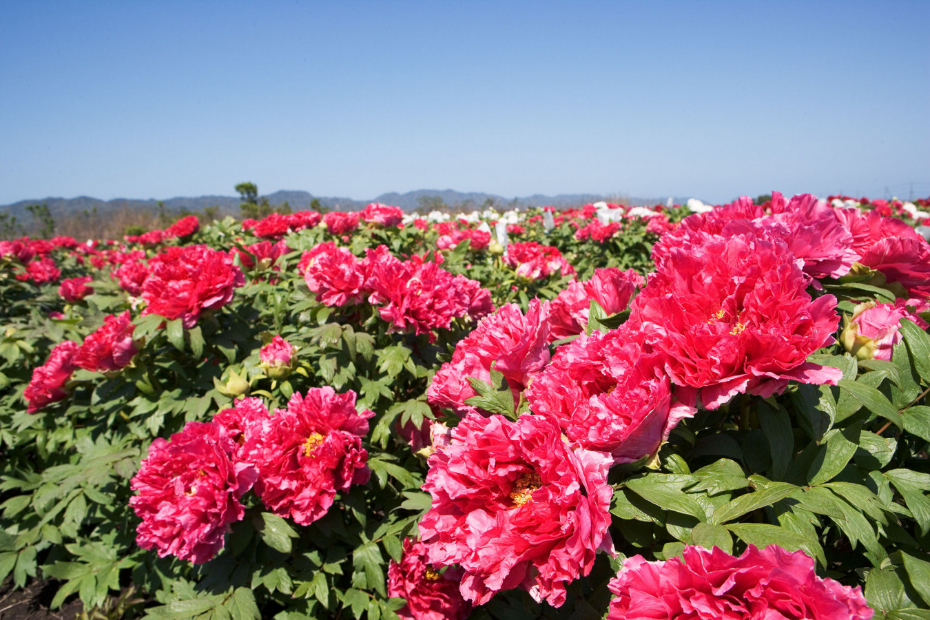 華やかなぼたんが咲き乱れる 大根島ぼたん芍薬園 ゆこたび