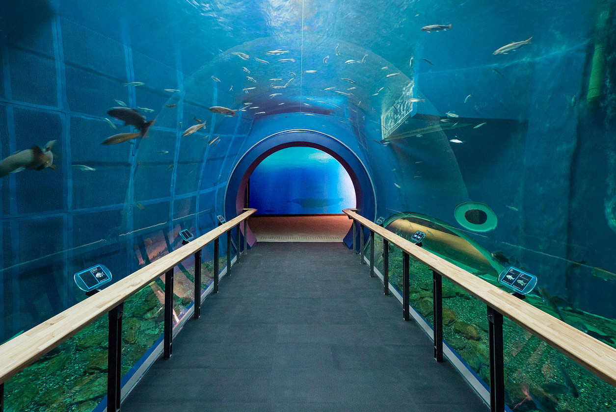 琵琶湖 博物館 水族 展示 室