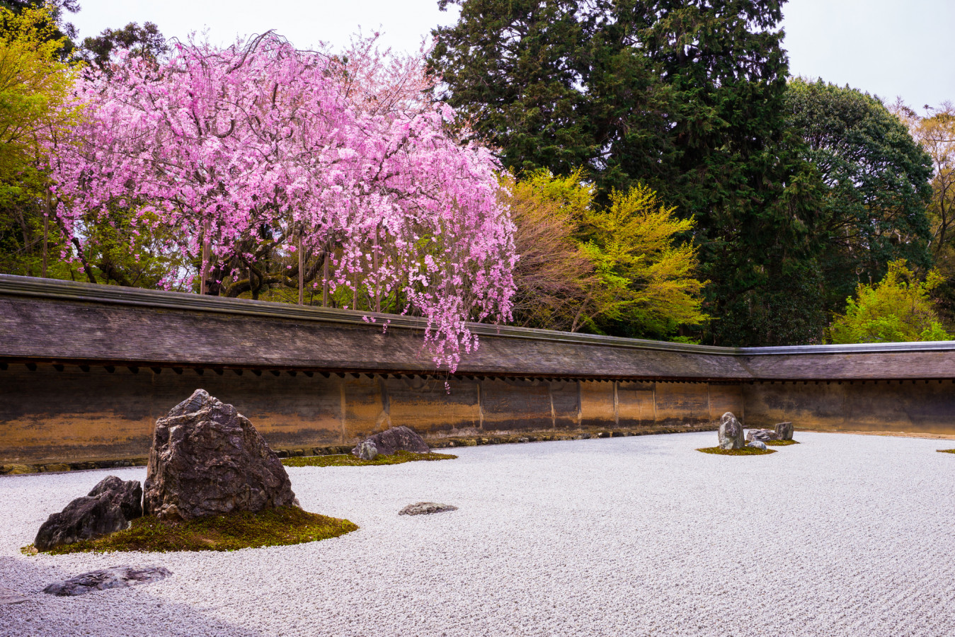 滋賀 京都 最新 お花見スポット巡り ゆこたび