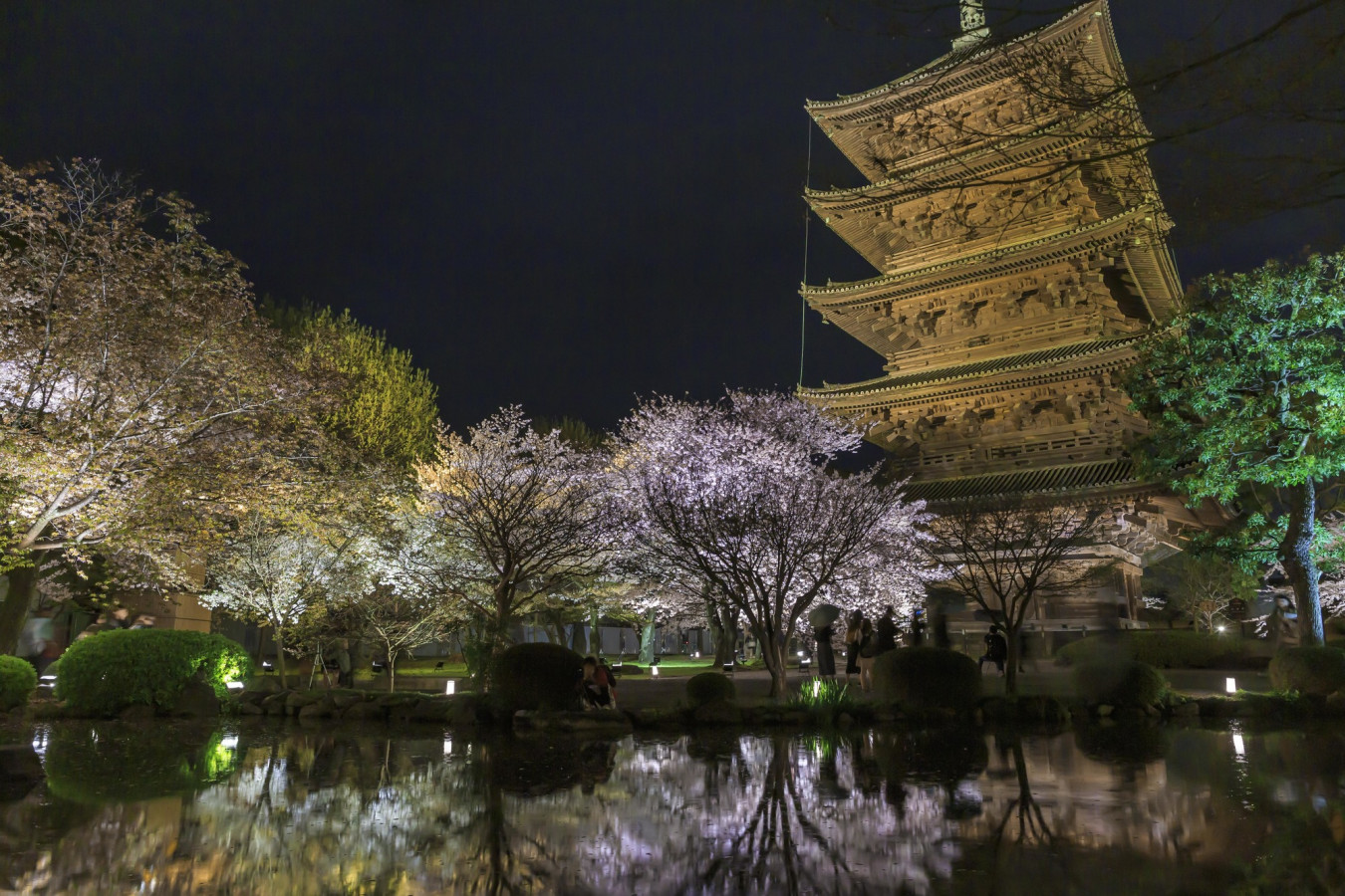 滋賀 京都 最新 お花見スポット巡り ゆこたび