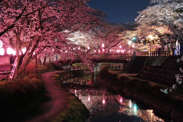 真岡市内が桜色に染まる 真岡の一万本桜まつり ゆこたび