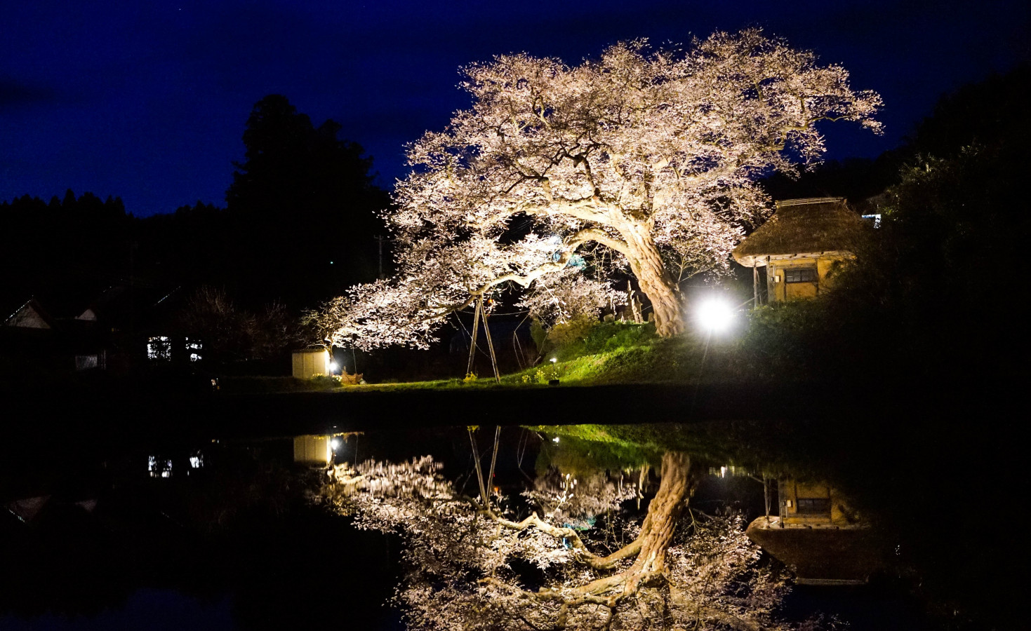 新潟県 佐渡島 プロの写真家を魅了する 桜 巡り ゆこたび