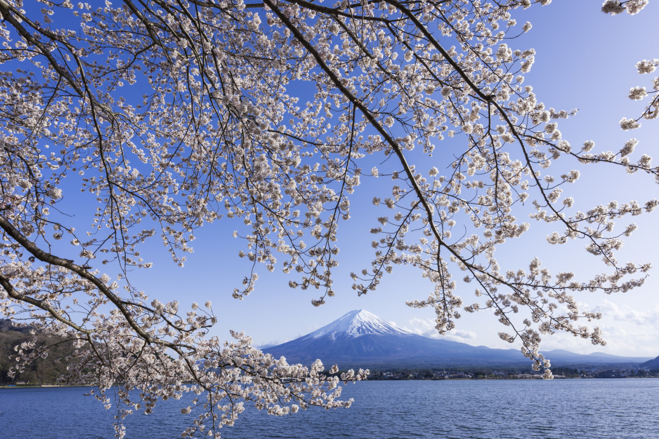 人気＆穴場「富士山×桜」巡り！おすすめドライブルート