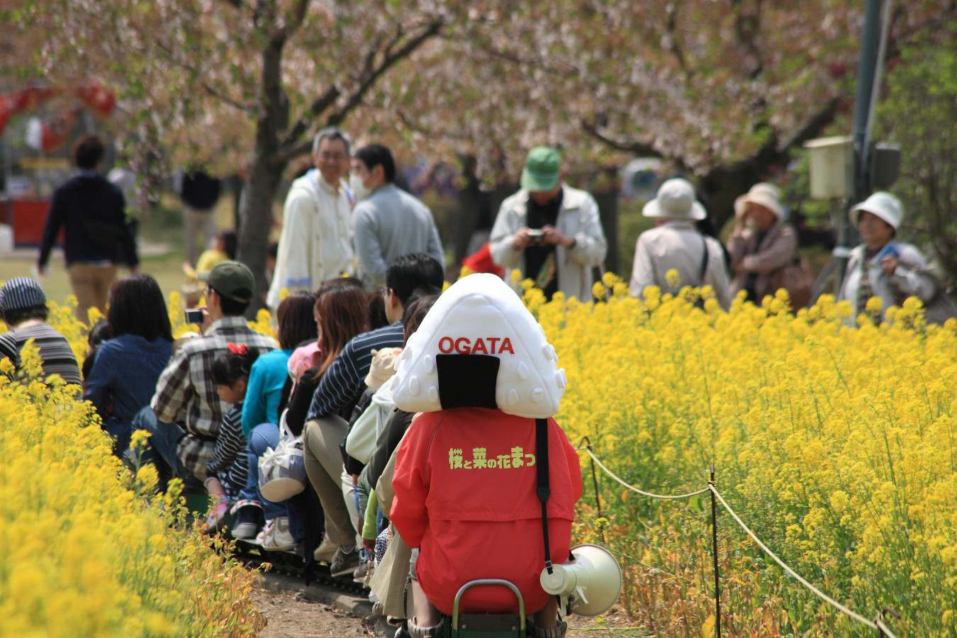 秋田県大潟村 期間限定 桜 と 菜の花 を同時に満喫 ゆこたび