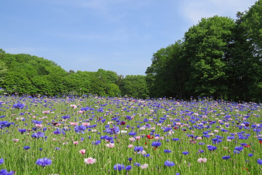 春から初夏、栃木を彩るイチ押し「花巡りスポット」6選！