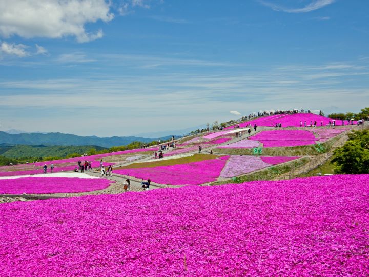 壮麗な景色に癒やされる！全国おすすめイベント8選