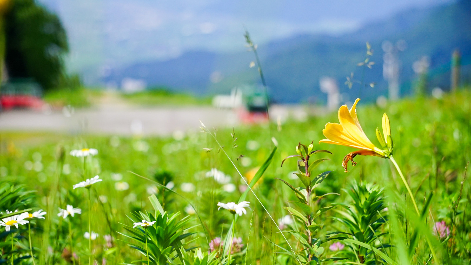 高山植物の宝庫！初夏の湯沢高原「アルプの里」をレポート | ゆこたび