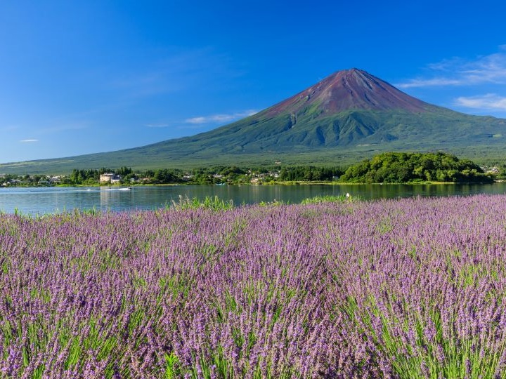 梅雨の花まっさかり！全国厳選イベント7選