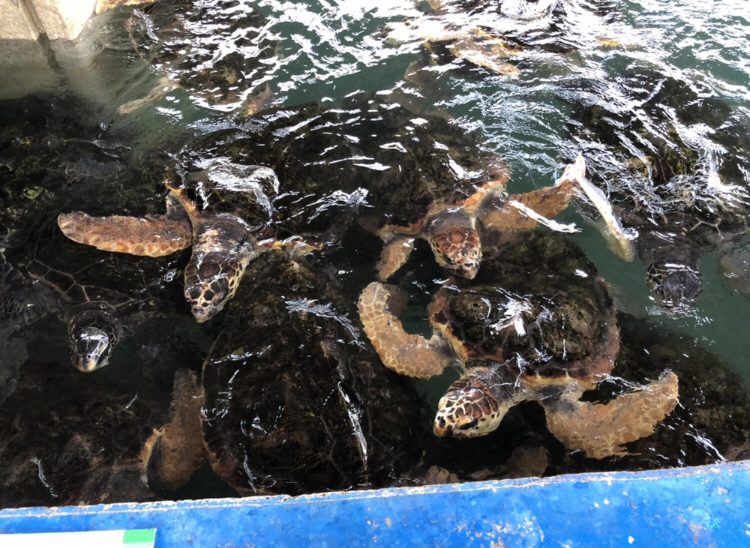 志布志湾 イルカランド でたくさんの海の生き物と触れ合おう ゆこたび