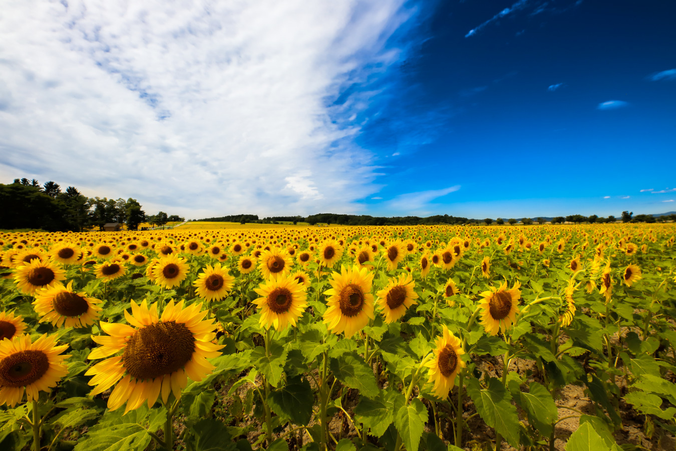 夏空を鮮やかに彩る お盆休みイベント特集 ゆこたび