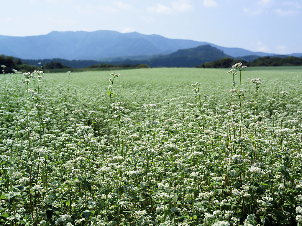 山形県 大蔵村 初秋限定の絶景と 日本の原風景 に出会う ゆこたび