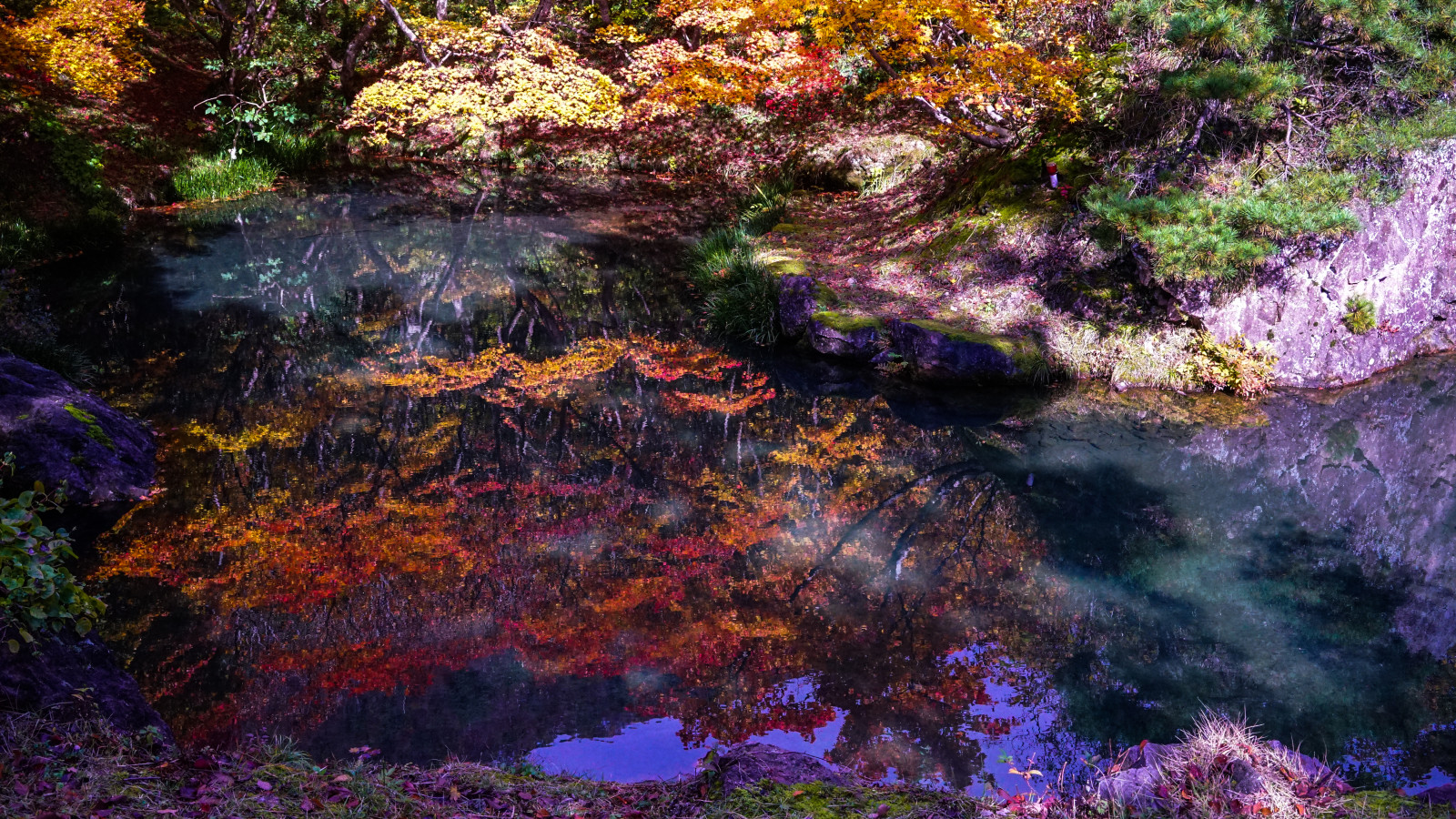 10月下旬 11月上旬が見頃 世阿弥も眺めた 佐渡島の紅葉 ゆこたび