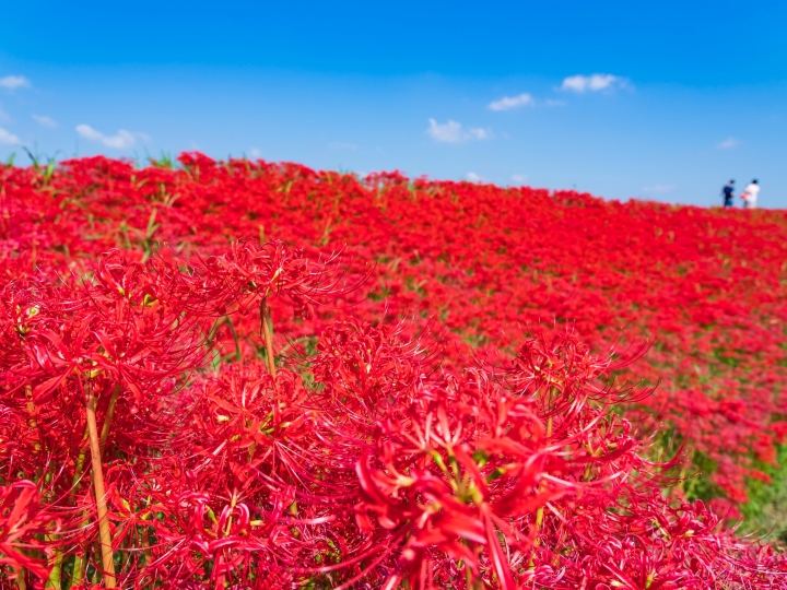 秋を感じよう！全国のおすすめイベント4選