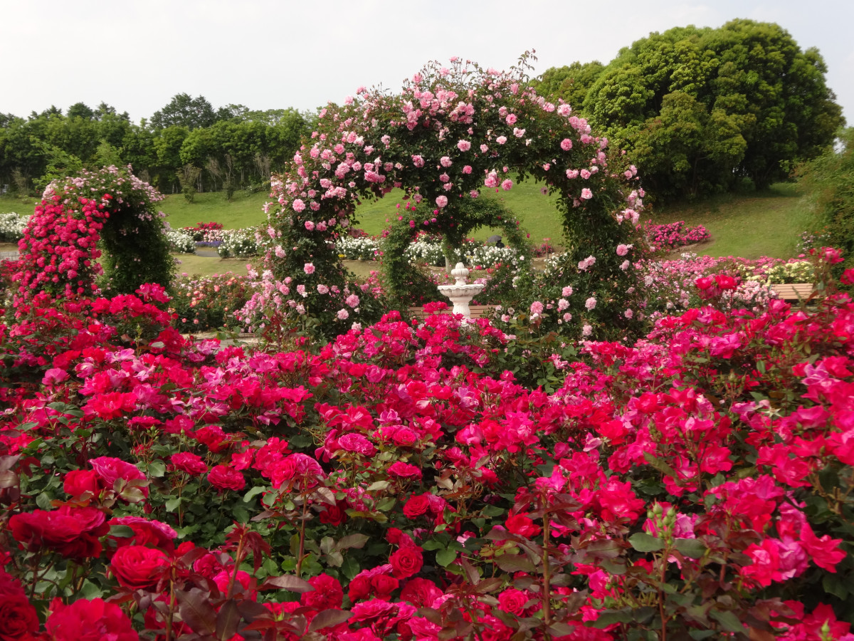 約3万5000株が咲き誇る 日本最大級のバラ園 かのやばら園 ゆこたび