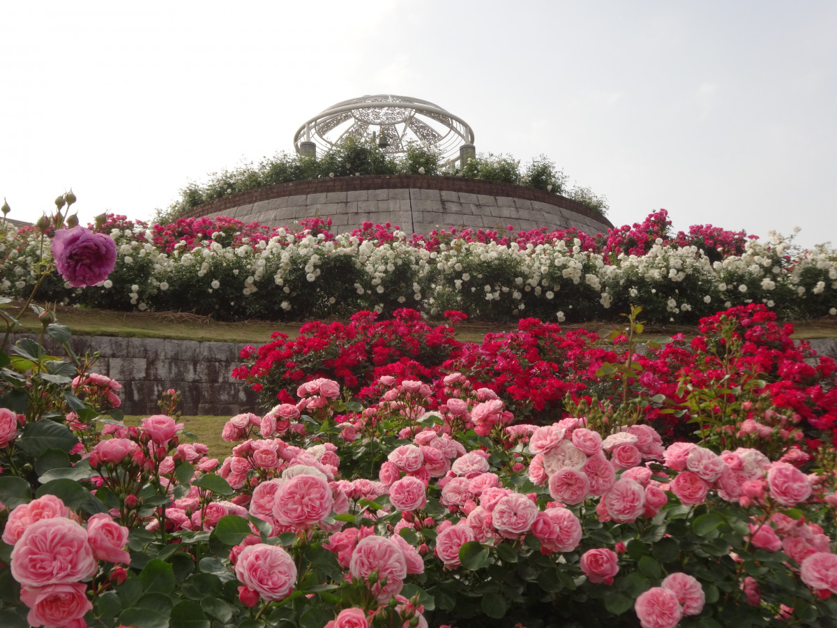 約3万5000株が咲き誇る 日本最大級のバラ園 かのやばら園 ゆこたび