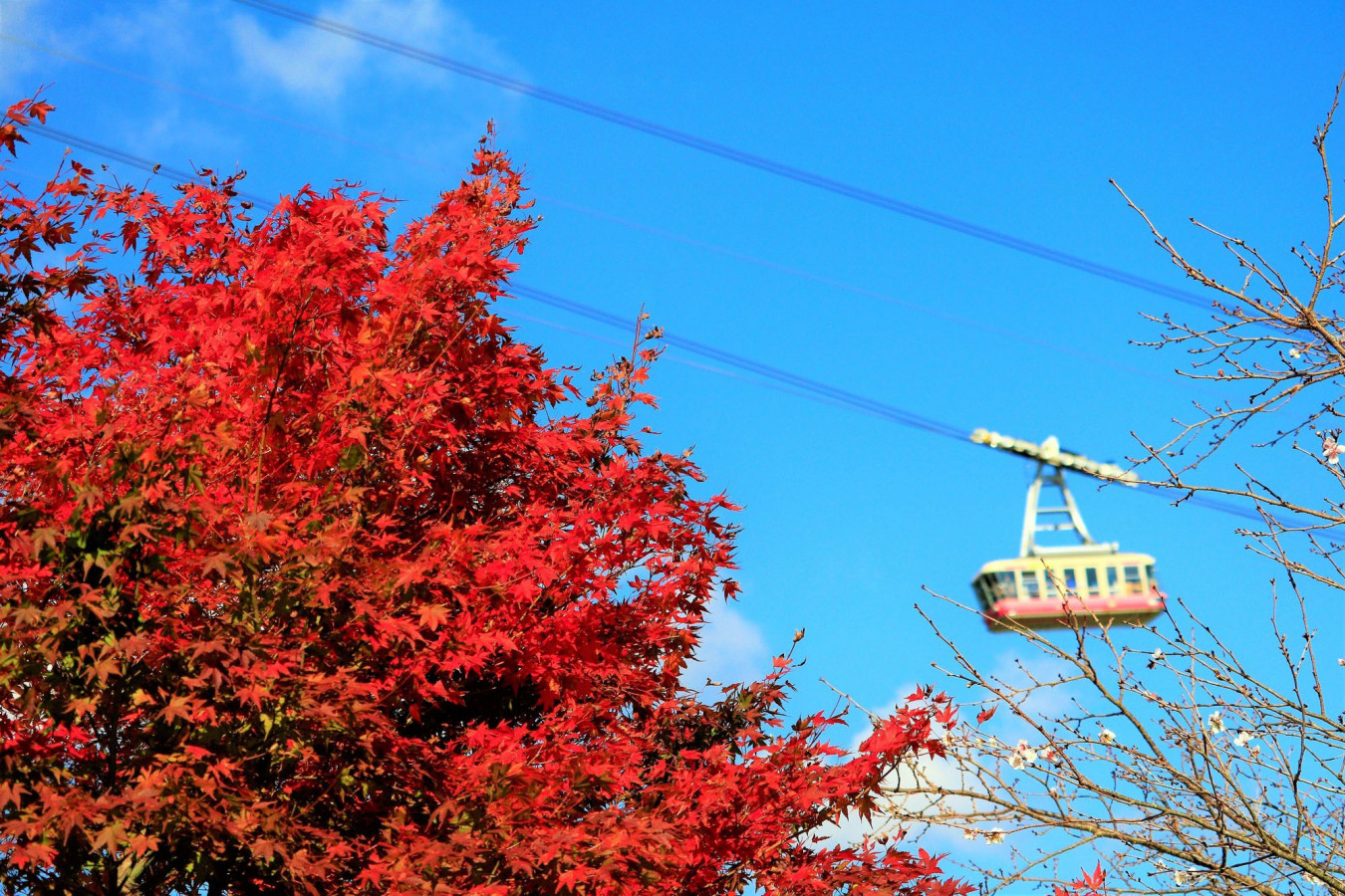 ここが見どころ 九州エリアの紅葉おすすめ情報 ゆこたび