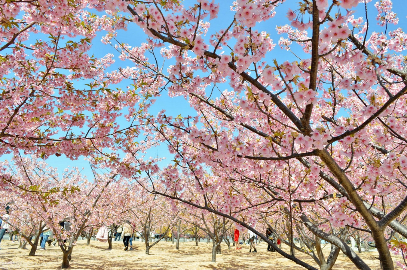 【中四国】椿、河津桜、ミモザ…早春の花を楽しめるおすすめスポット５選