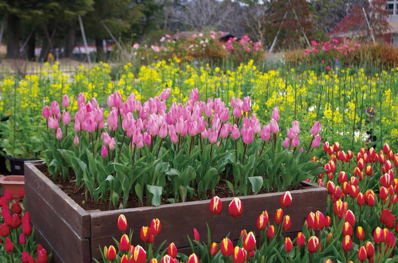 東海 一面の菜の花畑に 花とイルミのコラボ 早春の花を楽しめるおすすめスポット4選 ゆこたび