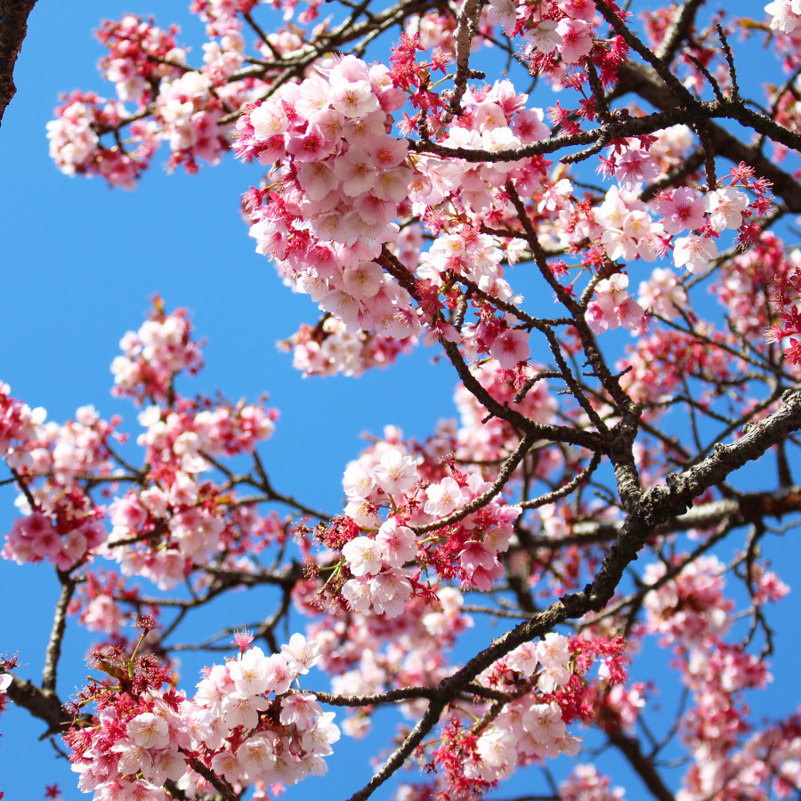伊豆 旬の花を愛でる春旅へ出かけよう ゆこたび