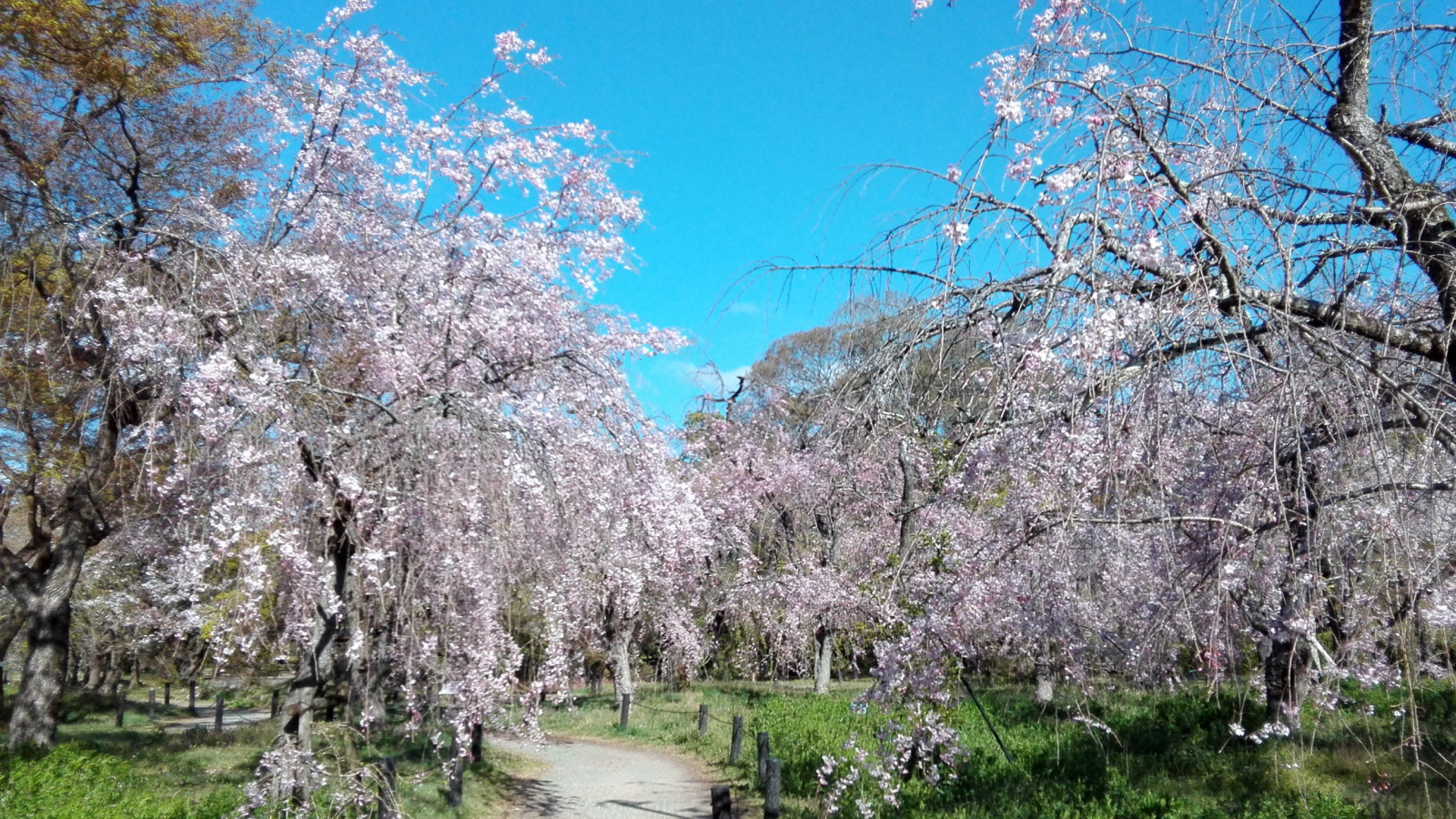 関西 人気の高い景勝地の桜スポット6選 ゆこたび