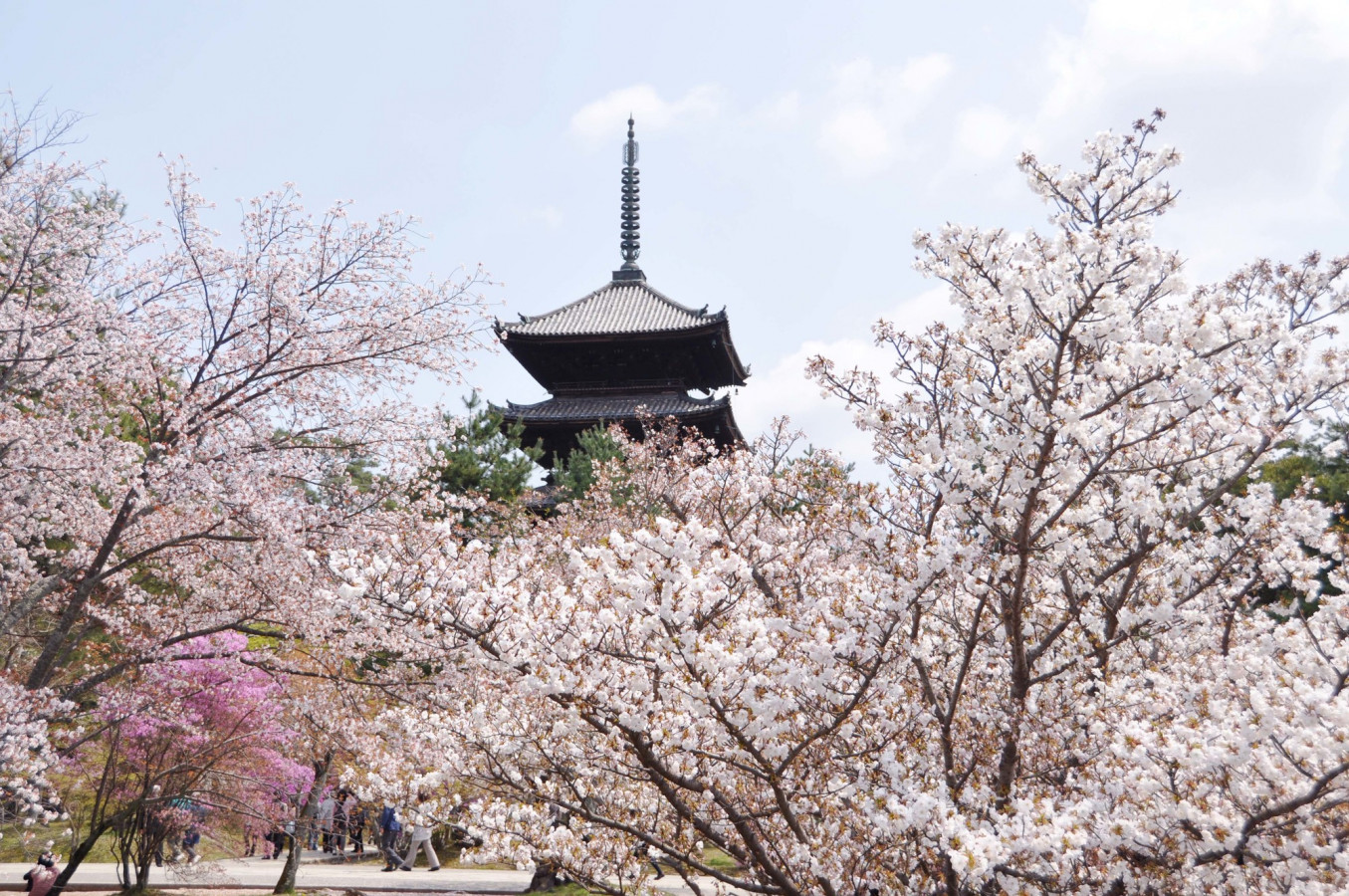 関西 人気の高い景勝地の桜スポット6選 ゆこたび