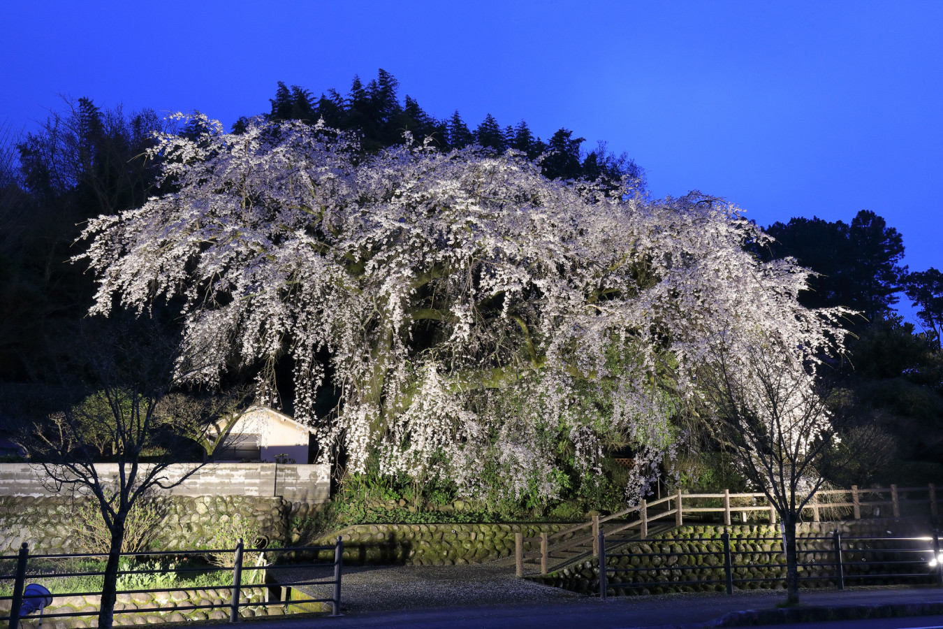 大原大しだれ桜