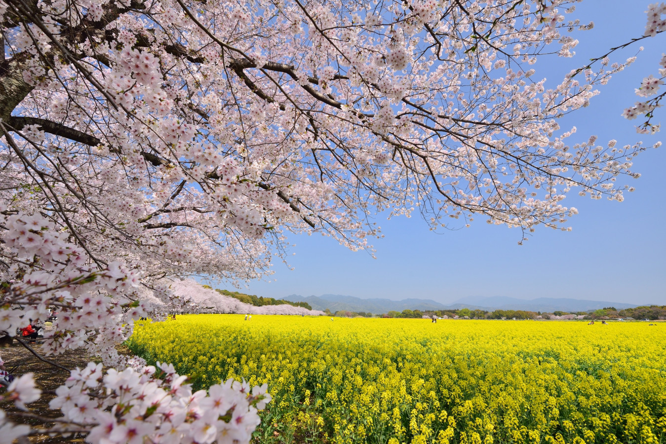 【九州】自然美あふれる場所に咲く美しい桜の名所4選