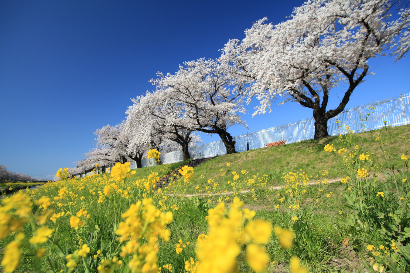【東海】日本の原風景を彩る桜の名所4選