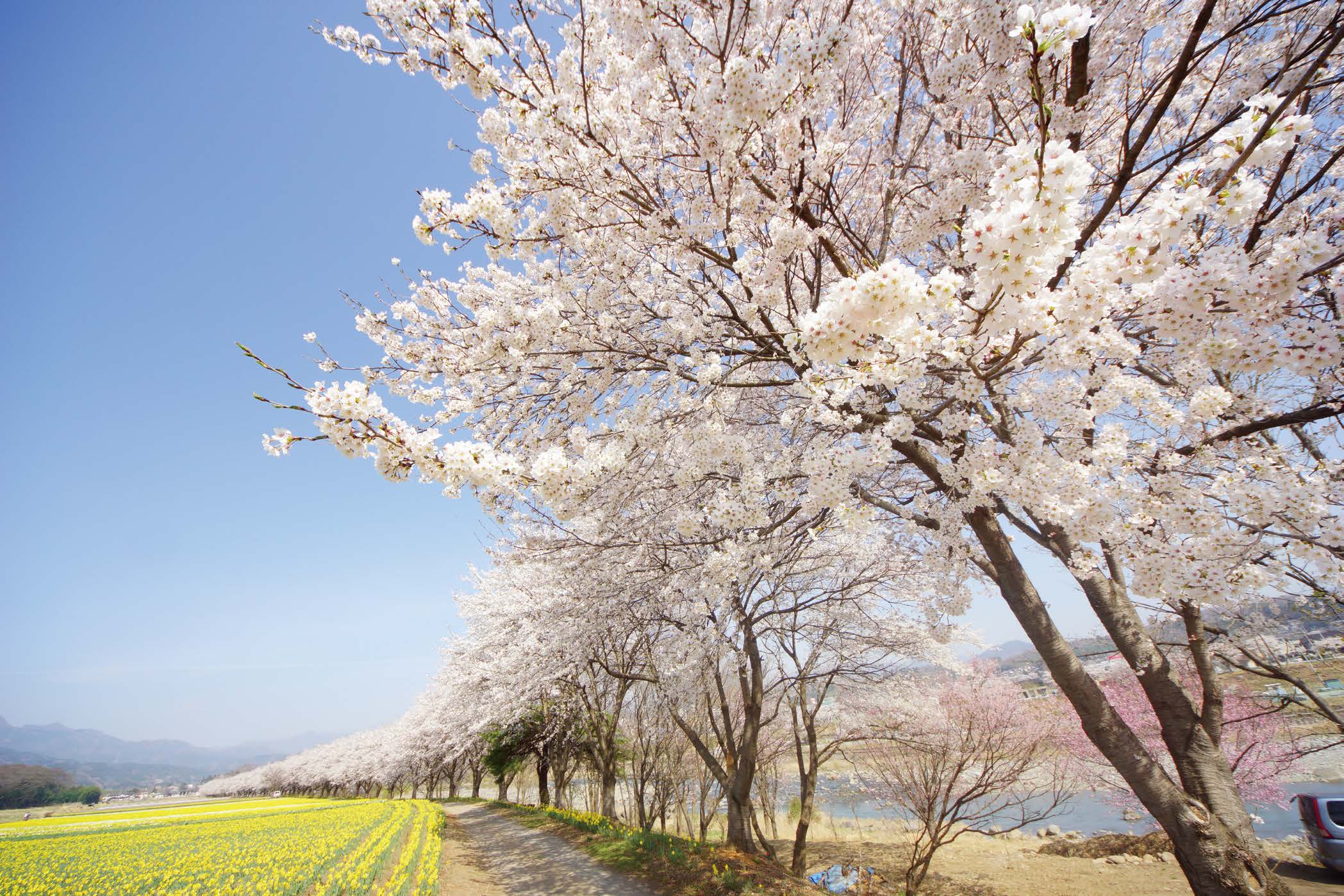 関東 鬼怒川 那須 伊香保 白浜 温泉旅行で楽しむ桜の名所4選 ゆこたび