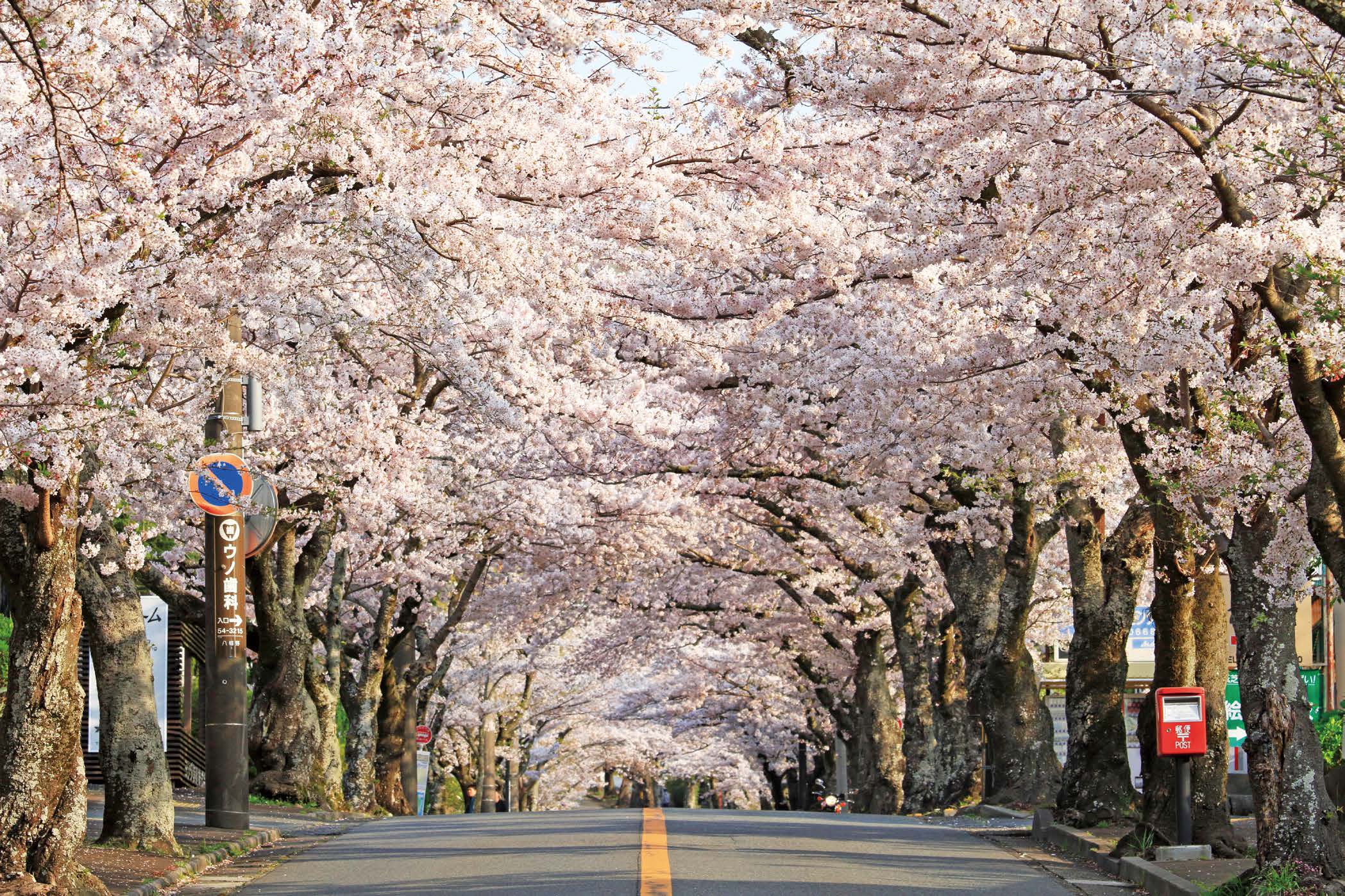 伊豆箱根 電車で小旅行 足を伸ばして行きたい桜の名所 ゆこたび