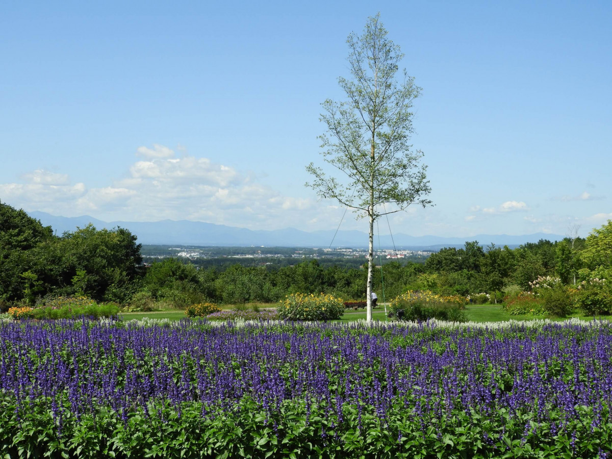【北海道】大自然を楽しむドライブ旅に！鮮やかな花と緑を楽しめるおすすめスポット8選