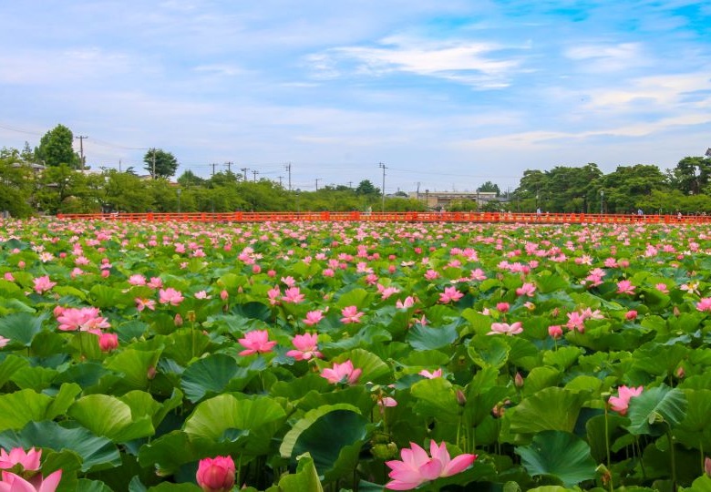 夏を楽しむ、日本各地の風物詩5選！